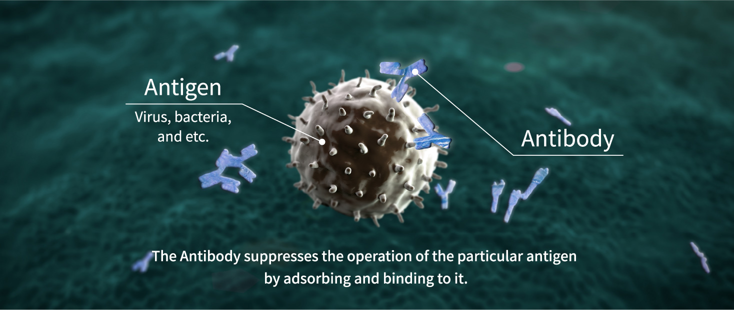 The Antibody suppresses the operation of the particular antigen by adsorbing and binding to it.