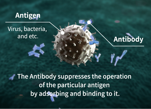 The Antibody suppresses the operation of the particular antigen by adsorbing and binding to it.