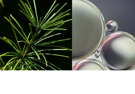 Japanese Umbrella Pine Extract*1 Glycyrrhizic acid 2K*2