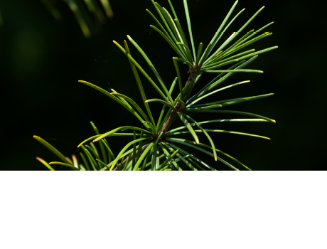 Japanese Umbrella Pine Extract*1*4