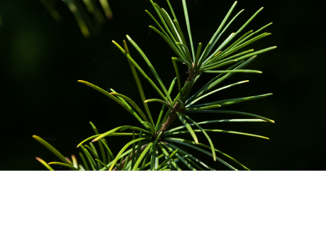 Japanese Umbrella Pine Extract*1