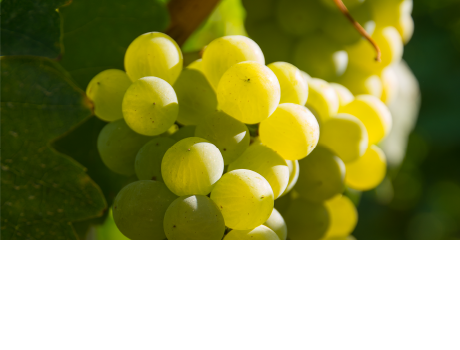 Chrono Chardy*2